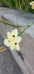 Dietes bicolor