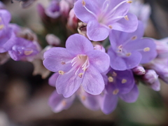 Limonium vulgare