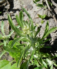 Gnaphalium uliginosum