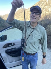 Thamnophis hammondii