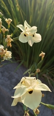 Dietes bicolor