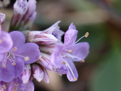 Limonium vulgare