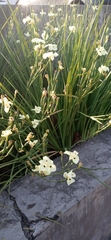 Dietes bicolor