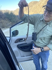 Thamnophis hammondii