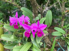 Cattleya trianae