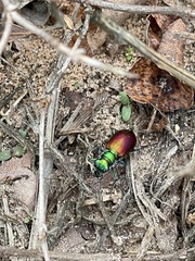 Cicindela scutellaris