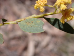 Acacia buxifolia