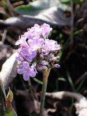 Limonium vulgare