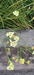 Dietes bicolor