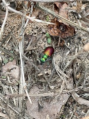 Cicindela scutellaris