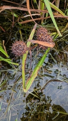 Sparganium eurycarpum