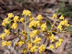 Acacia buxifolia