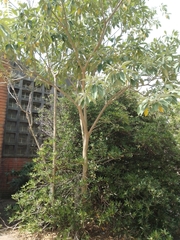 Solanum granulosoleprosum