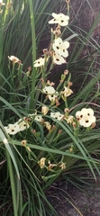 Dietes bicolor