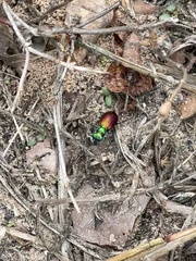 Cicindela scutellaris