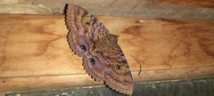 Speiredonia spectans
