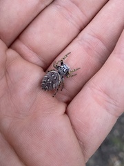 Phidippus mystaceus