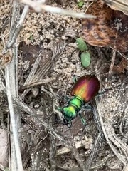 Cicindela scutellaris