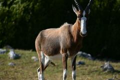 Damaliscus pygargus pygargus