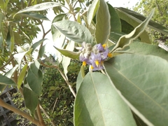Solanum granulosoleprosum