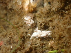 Trinchesia albocrusta