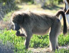 Papio ursinus ursinus