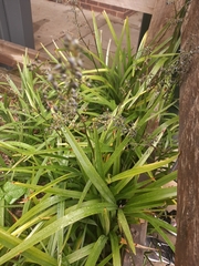 Dianella tasmanica
