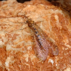 Glenoleon pulchellus