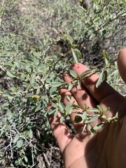 Ceanothus cordulatus