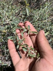 Ceanothus cordulatus