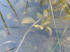 Potamogeton nodosus