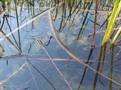 Potamogeton nodosus