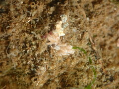 Trinchesia albocrusta