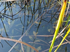 Potamogeton nodosus