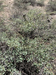 Ceanothus cordulatus