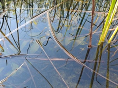 Potamogeton nodosus