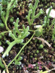 Lycopodium