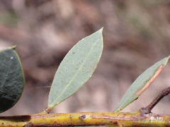 Acacia buxifolia