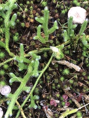 Lycopodium