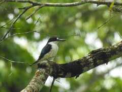 Todiramphus macleayii