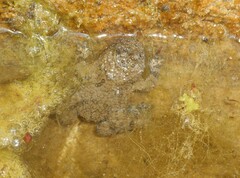 Bombina variegata pachypus