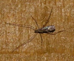 Amphineurus