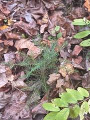 Juniperus virginiana