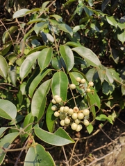 Jasminum lanceolarium
