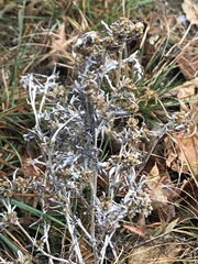 Gnaphalium uliginosum