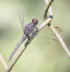 Erythemis attala
