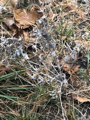 Gnaphalium uliginosum