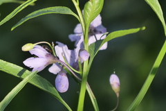 Solanum amygdalifolium