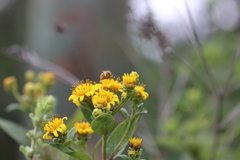 Verbesina sphaerocephala