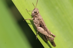 Orphulella punctata